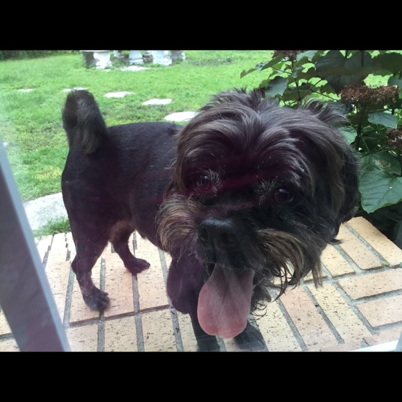 Meet your Posher, Dandelion - Picture 2 of 2